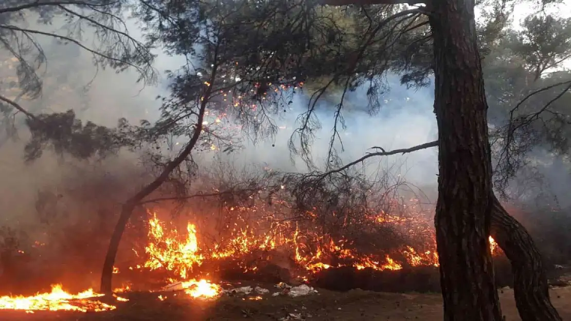 Balıkesir'de orman yangını zamanında müdahale ile kısa sürede söndürüldü
