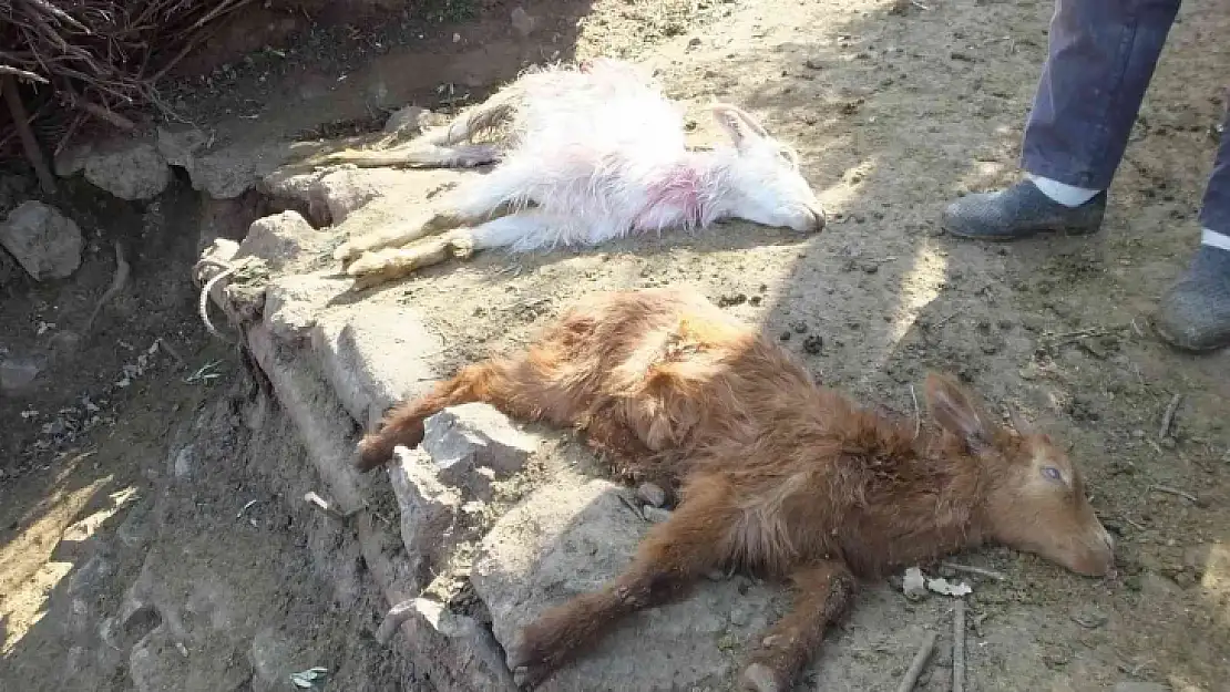 Balıkesir'de sahipsiz köpekler keçileri parçaladı