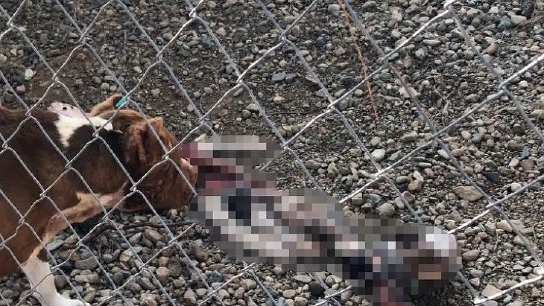 Çanakkale Belediye Barınağı'nda aç kalan pitbulllar birbirini parçaladı