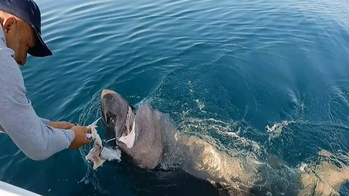 Gelibolu'da nefes kesen köpek balığı avı