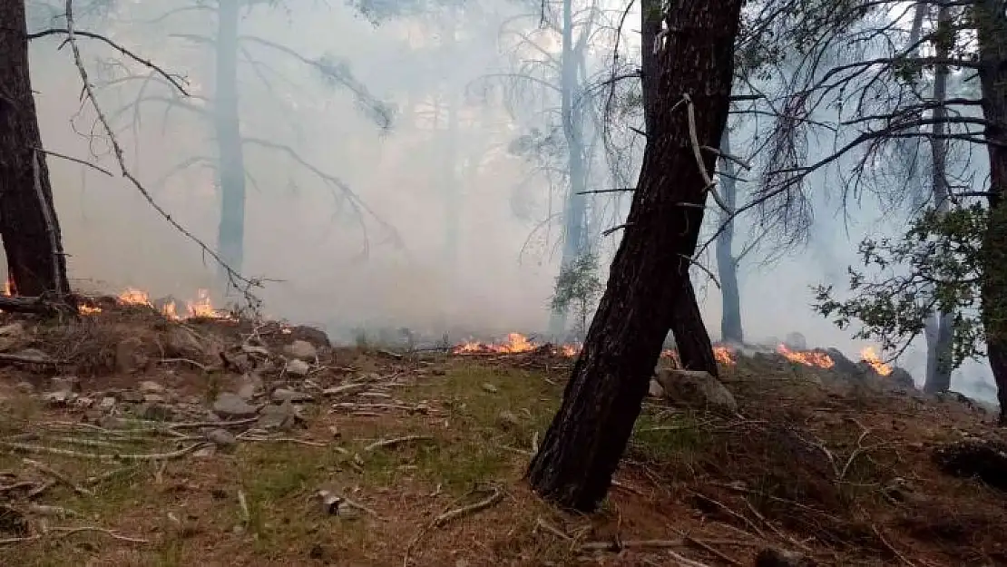 İzmir'de iki ilçede orman yangını