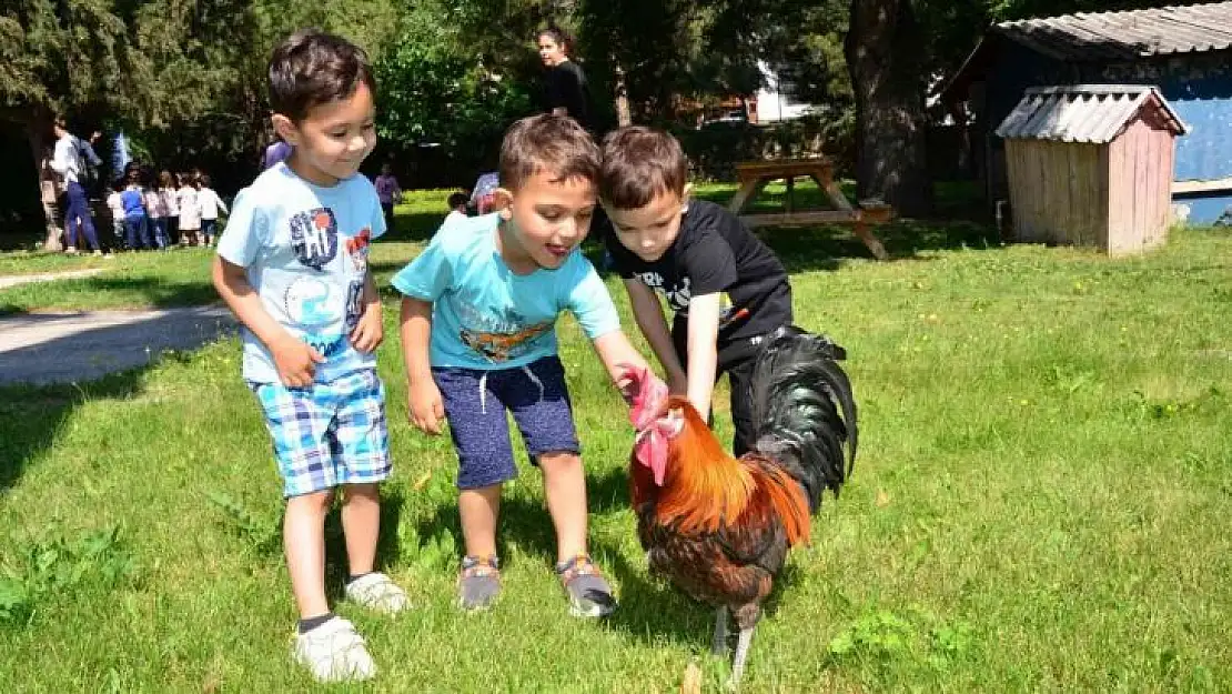 Minik öğrenciler, Denizli horozu ile eğlenceli anlar yaşadı