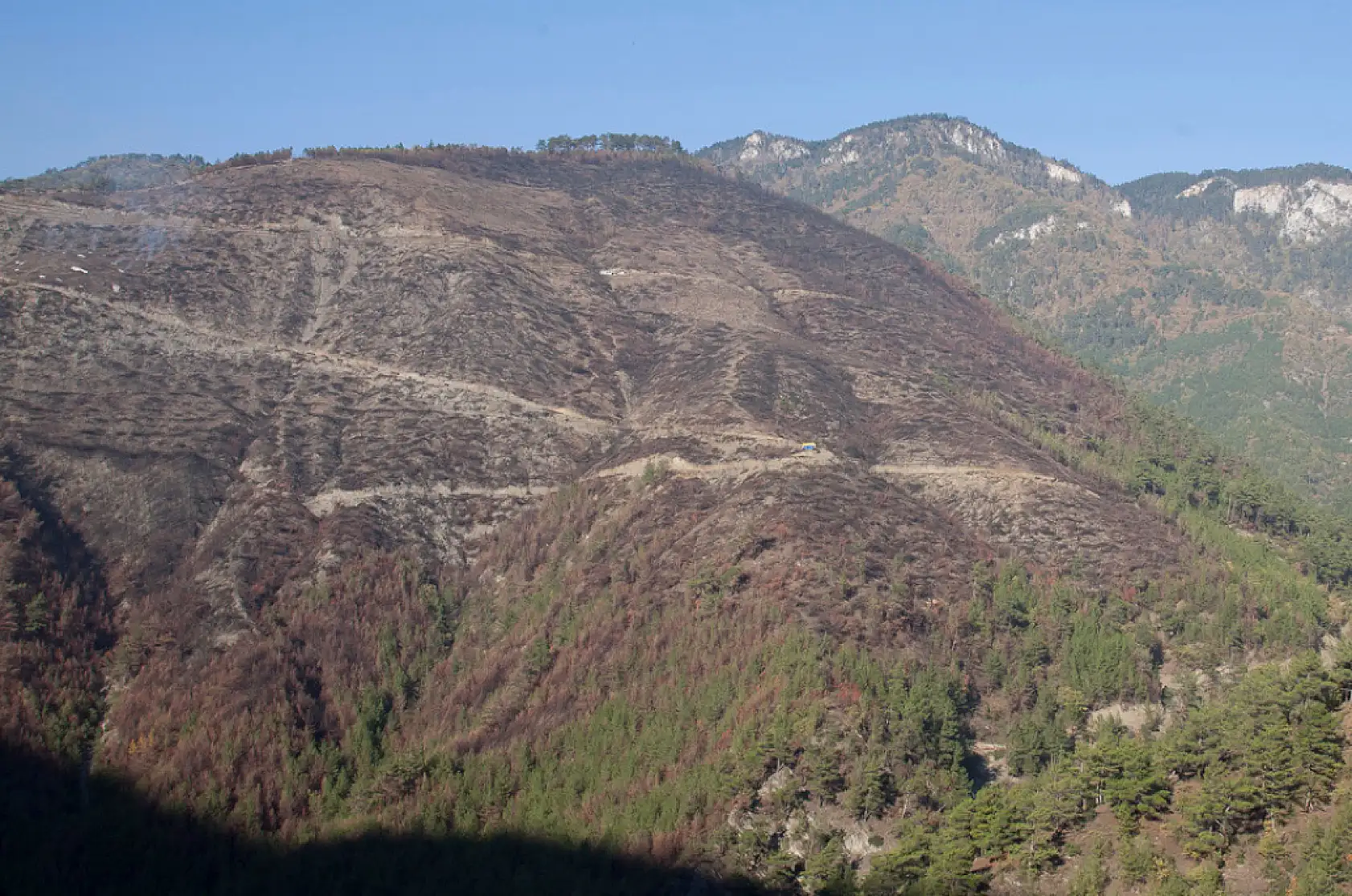 Yanan ormanlar yeniden yeşerdi