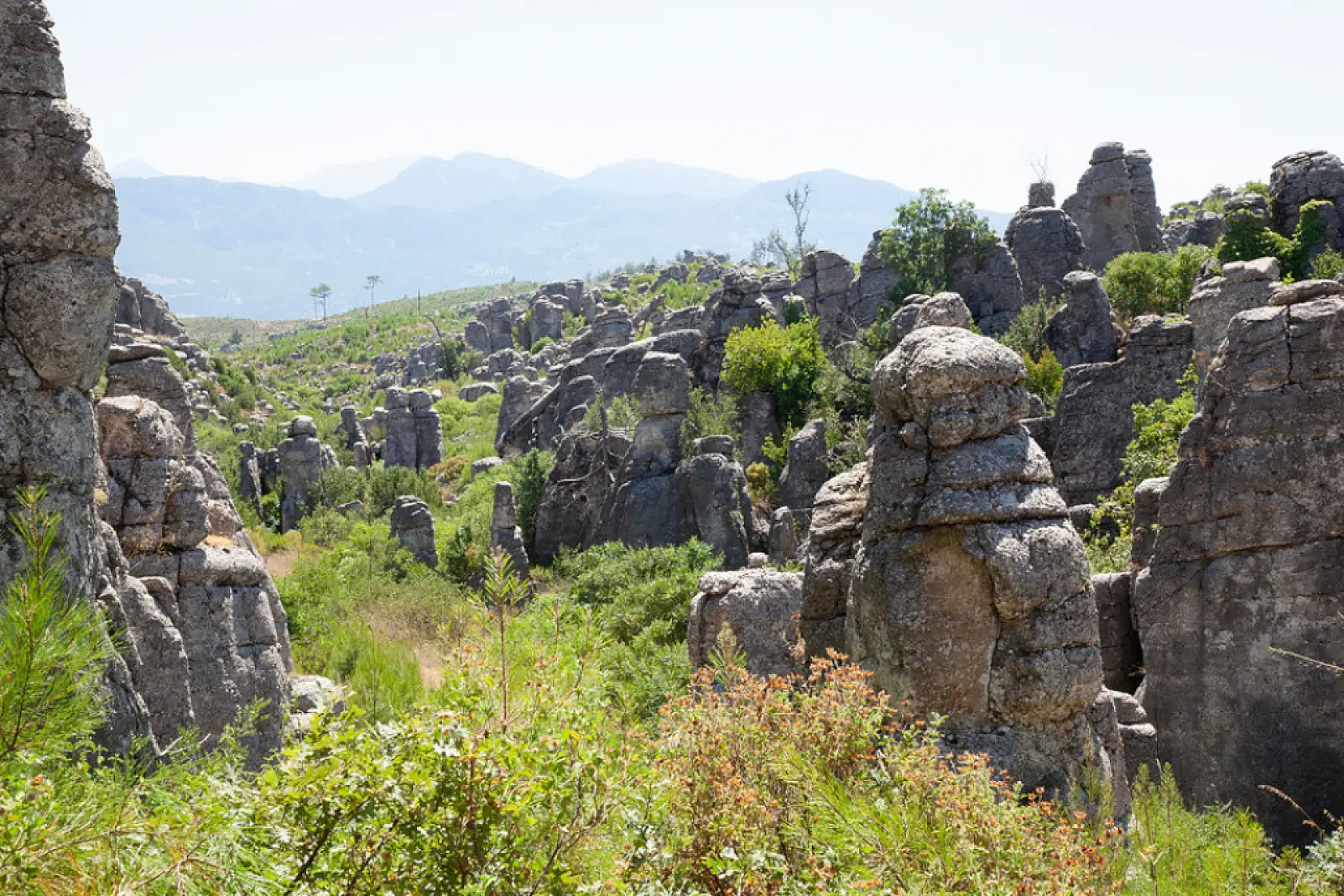 Yanan ormanlar yeniden yeşerdi