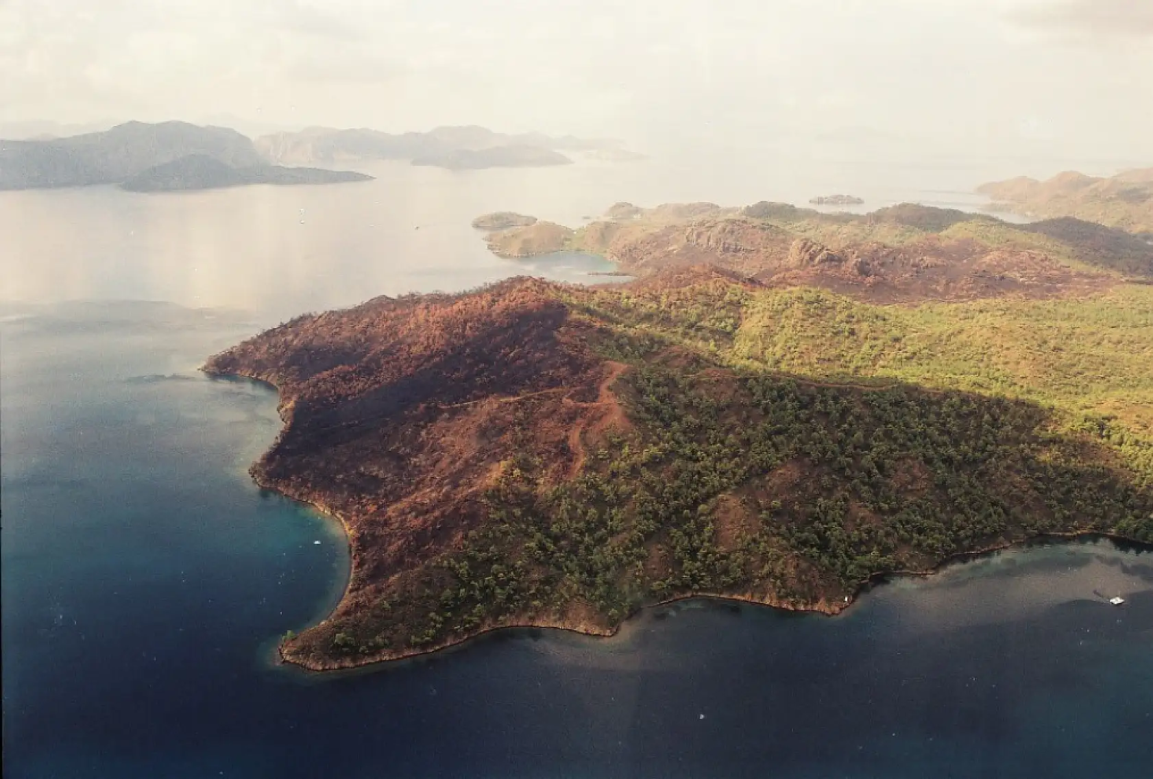 Yanan ormanlar yeniden yeşerdi