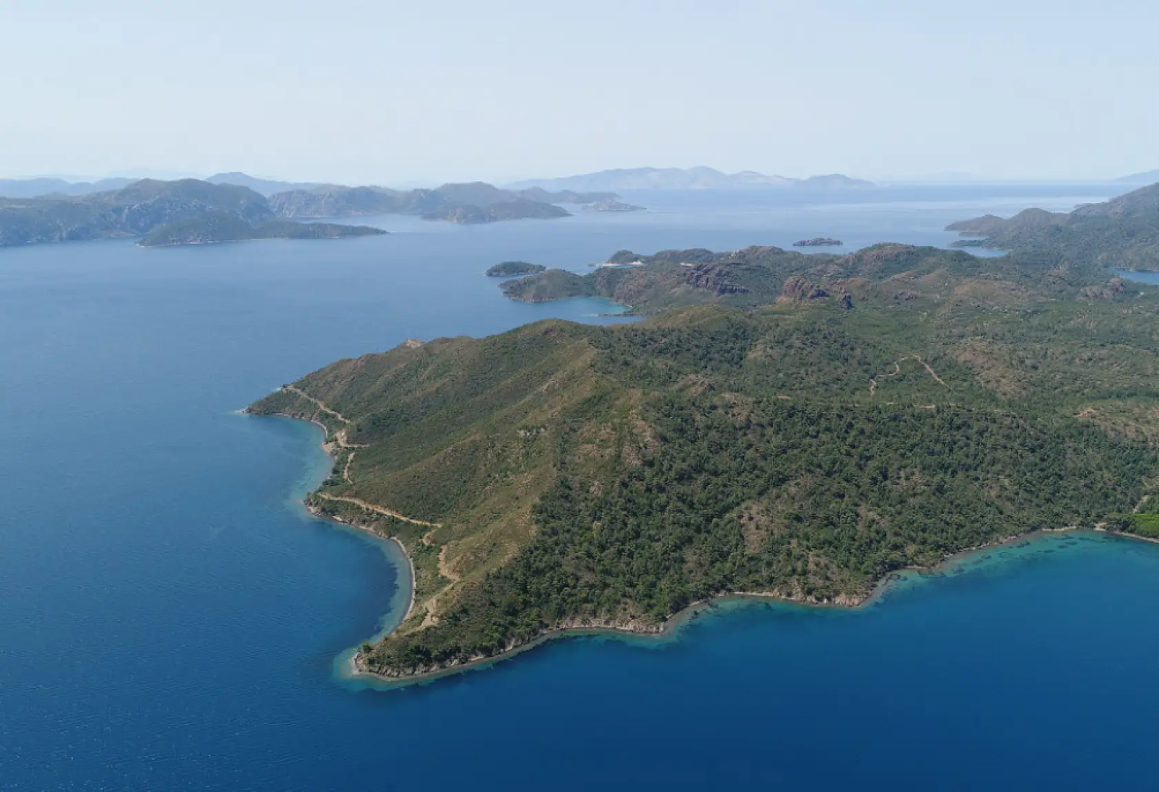 Yanan ormanlar yeniden yeşerdi