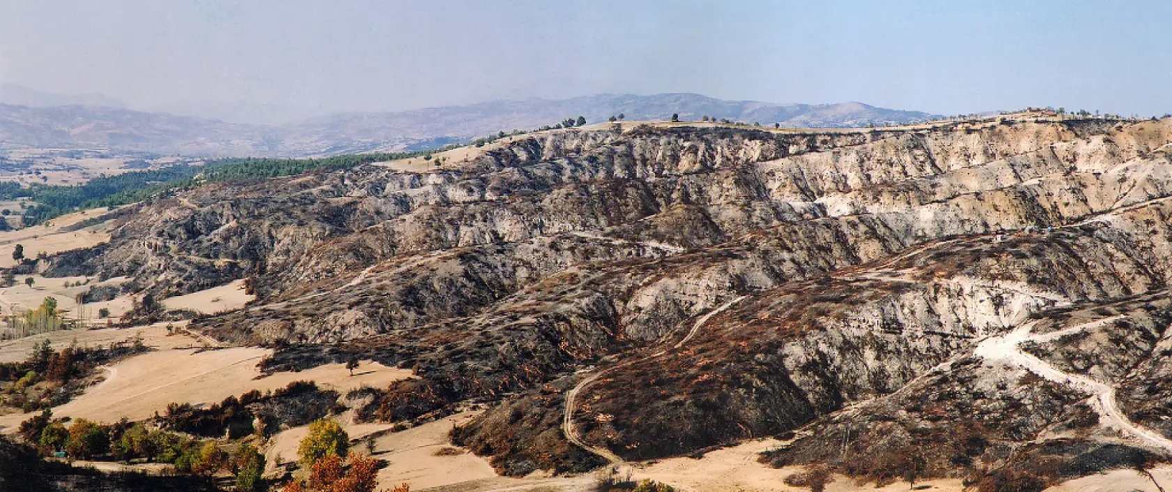 Yanan ormanlar yeniden yeşerdi