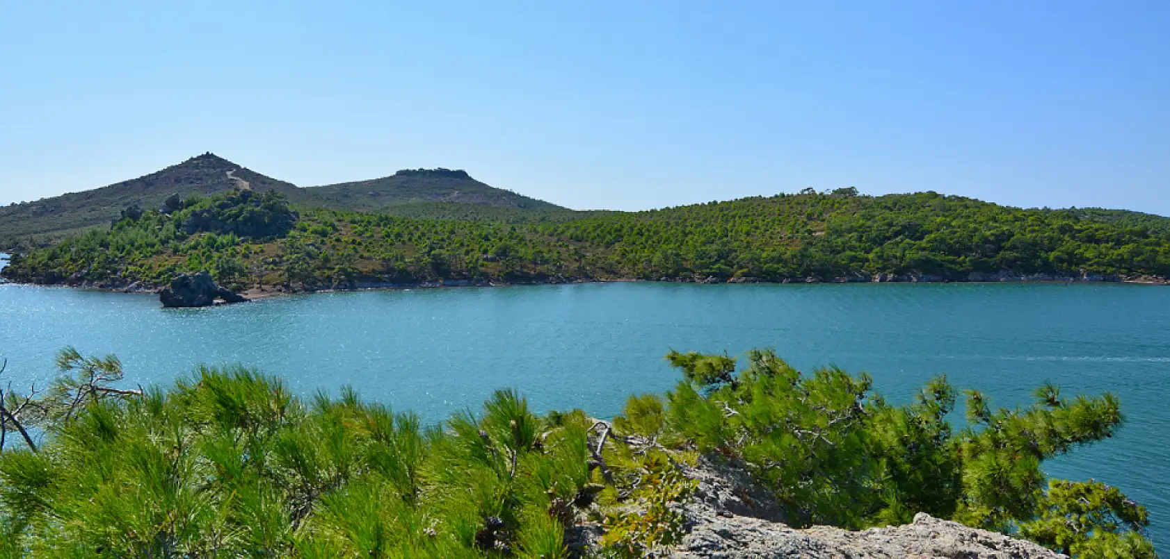 Yanan ormanlar yeniden yeşerdi