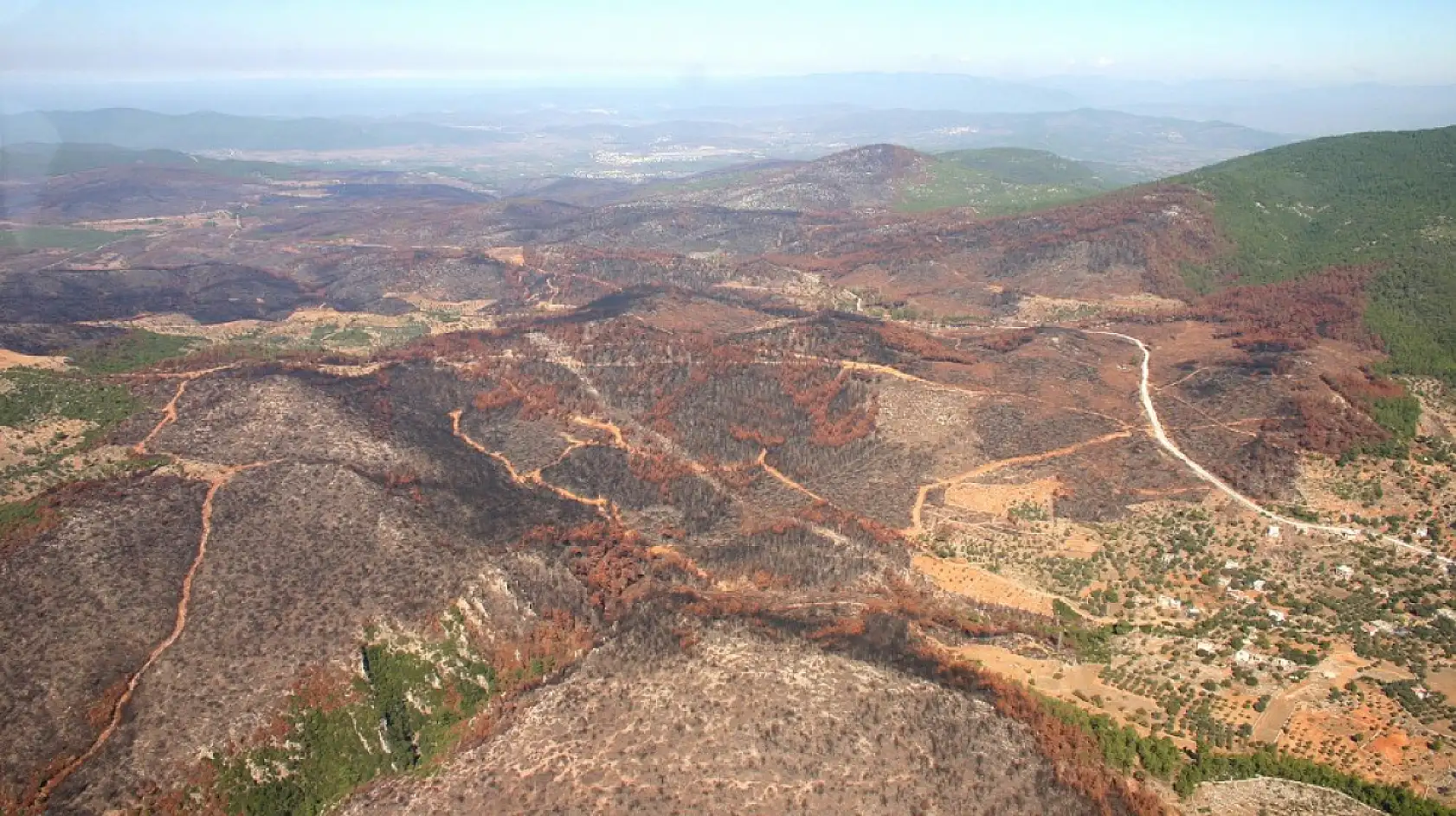 Yanan ormanlar yeniden yeşerdi
