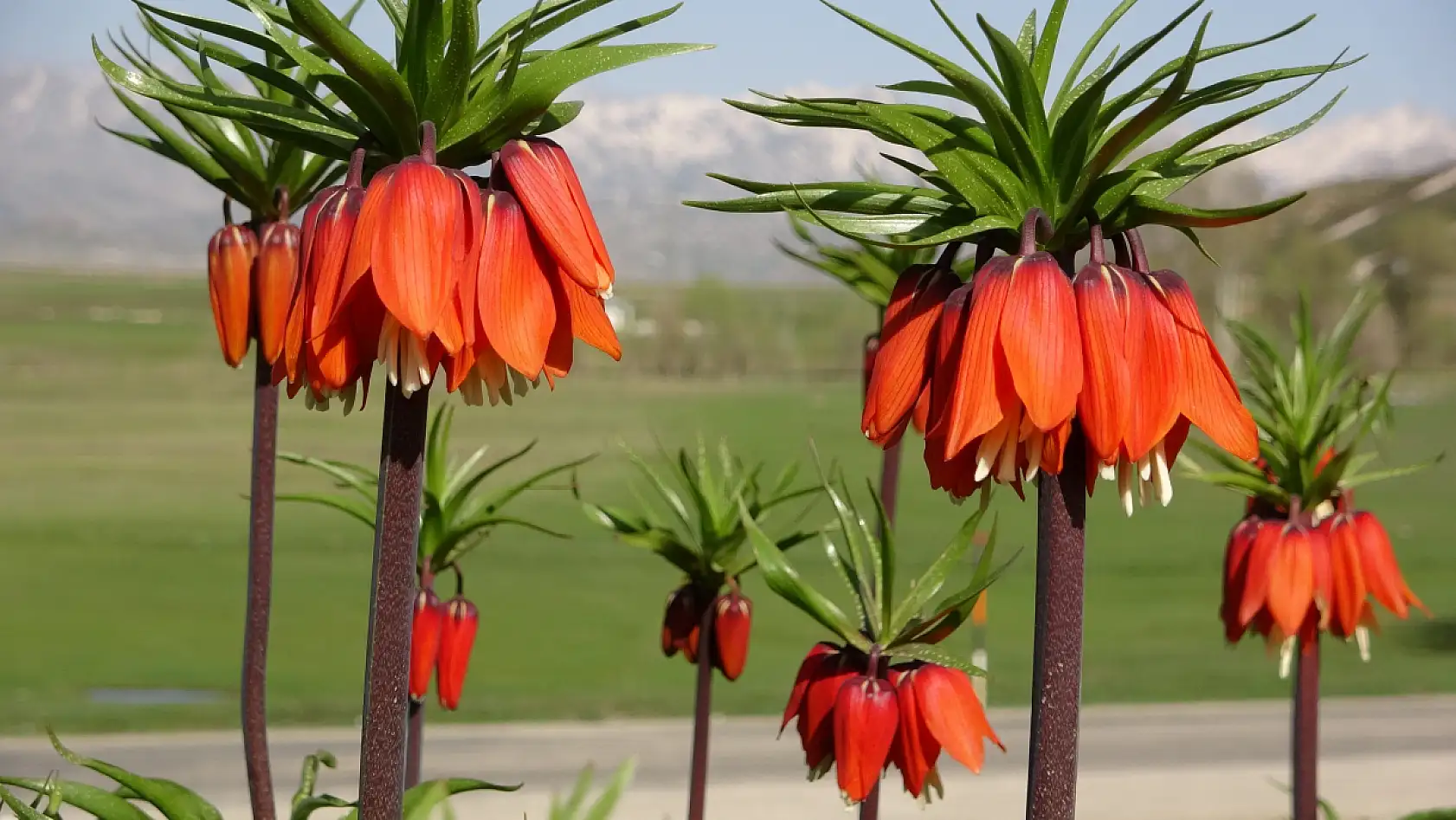 Yüksekova'da ters laleler kendine hayran bıraktı