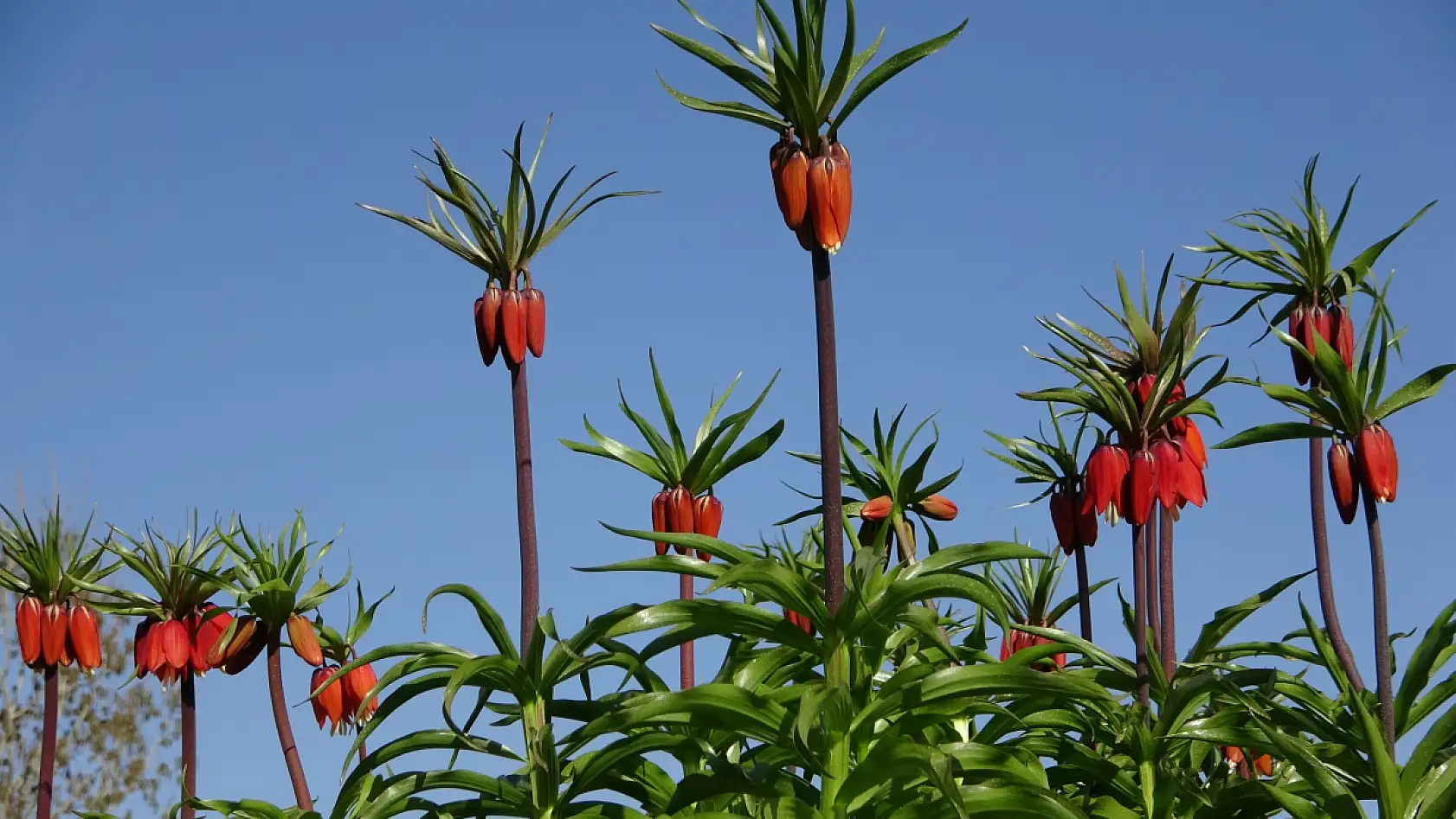 Yüksekova'da ters laleler kendine hayran bıraktı