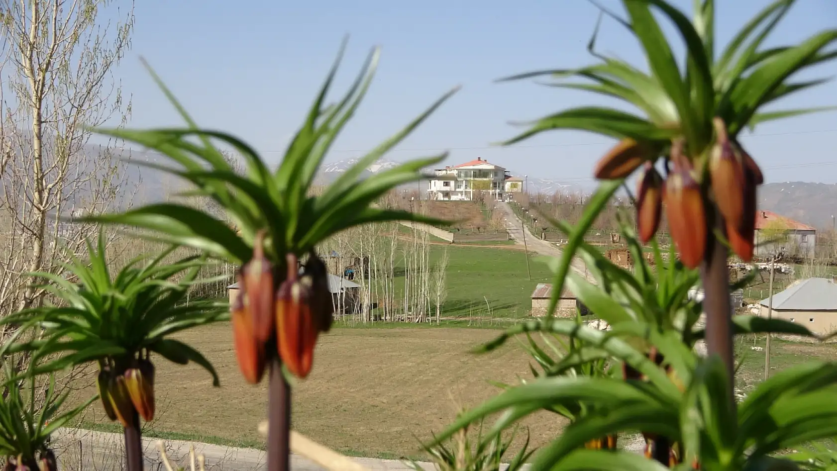 Yüksekova'da ters laleler kendine hayran bıraktı