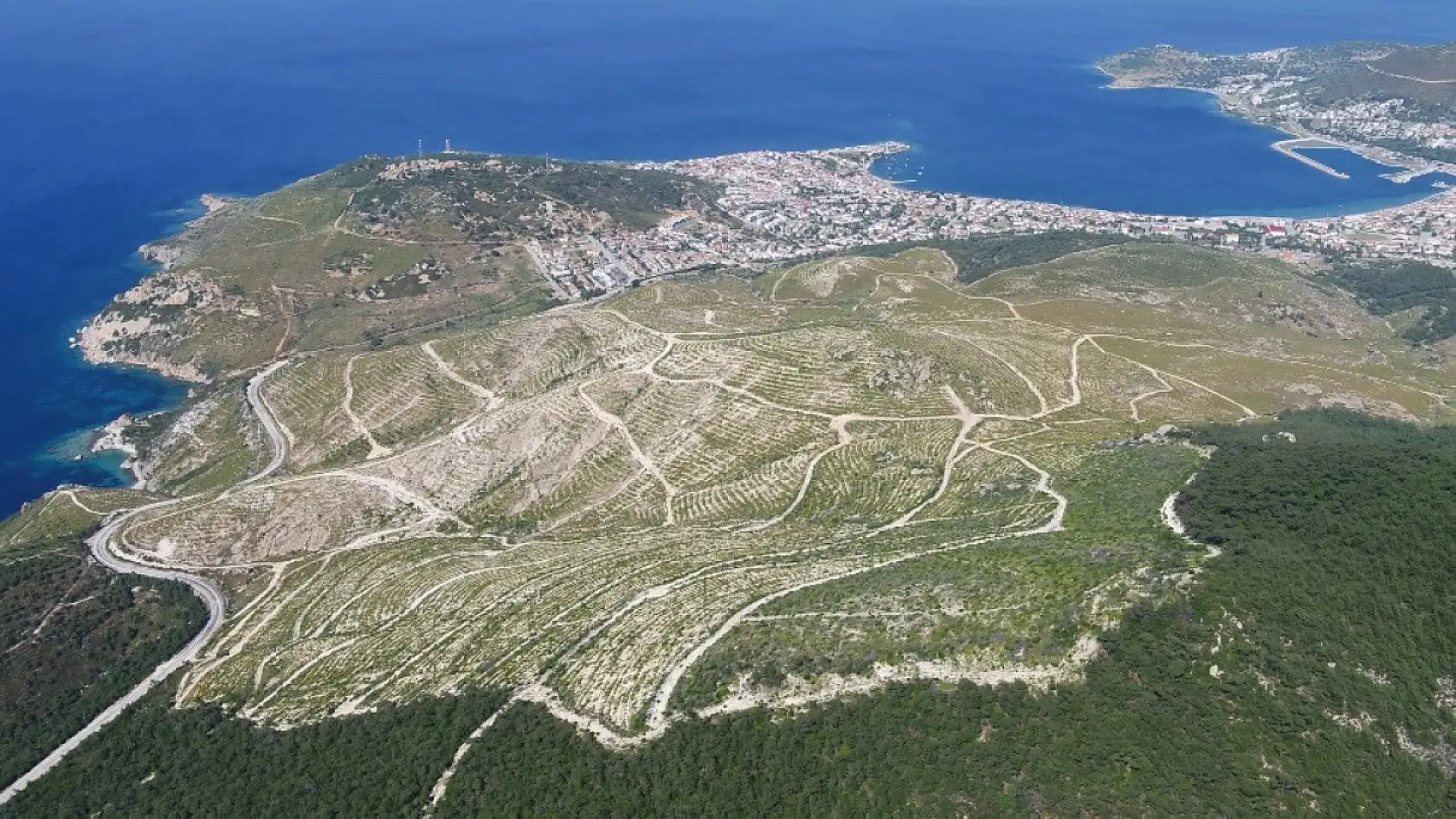 Yanan ormanlar yeniden yeşerdi