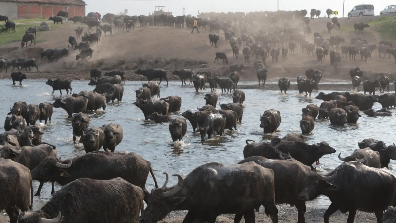 Burası Serengeti Parkı değil Balıkesir Ovası