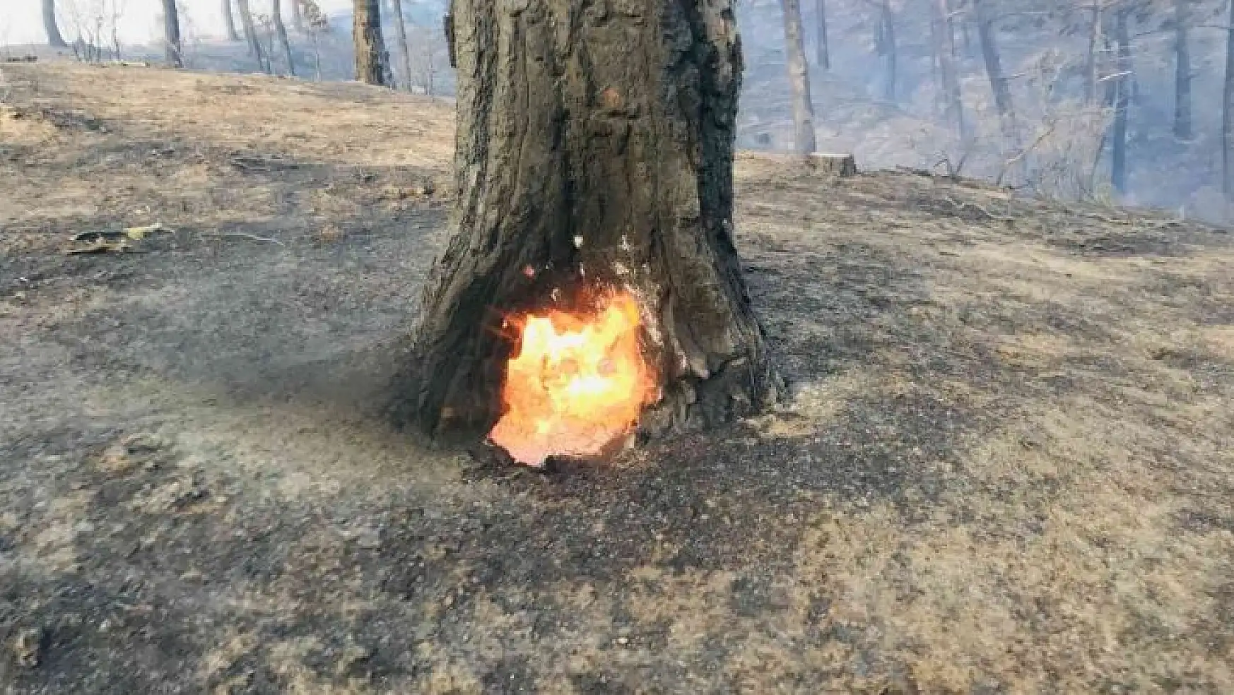 Bayramiç'teki orman yangını devam ediyor