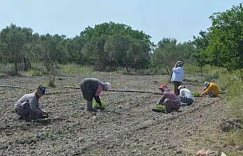 Balıkesir'de 50 bin stevya bitkisi toprakla buluştu