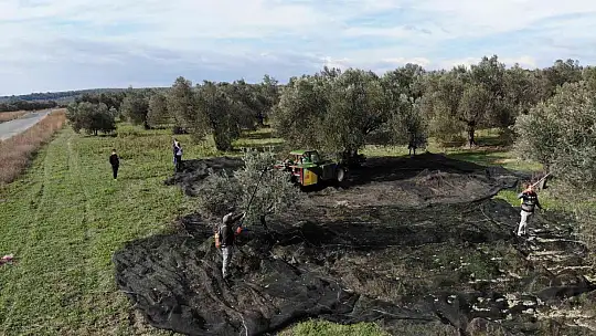 Ayçiçeğine inat yerli üretim zeytinyağı fiyatını koruyor
