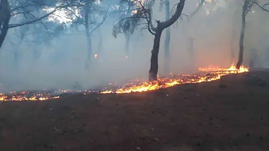 Balıkesir'de orman yangını zamanında müdahale ile kısa sürede söndürüldü