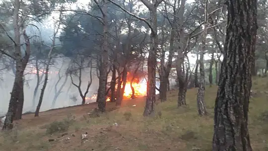 Balıkesir'de orman yangını zamanında müdahale ile kısa sürede söndürüldü
