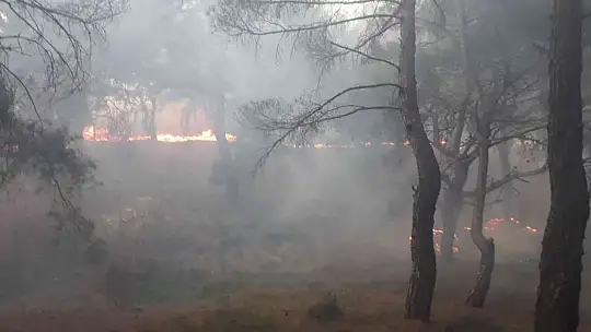 Balıkesir'de orman yangını zamanında müdahale ile kısa sürede söndürüldü