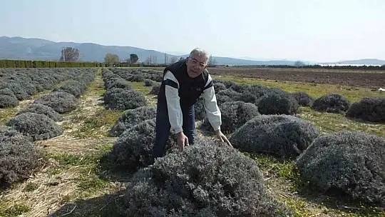 Balıkesir Tıbbı ve Aromatik Bitki Yetiştiriciliği Eğitim Merkezi oldu