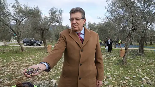 Edremit Belediyesi zeytinleri hasat ediliyor