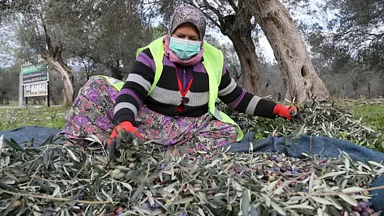 Edremit Belediyesi zeytinleri hasat ediliyor