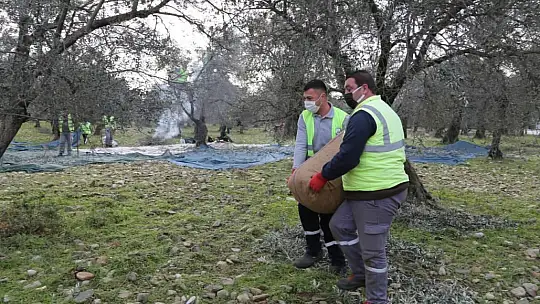 Edremit Belediyesi zeytinleri hasat ediliyor