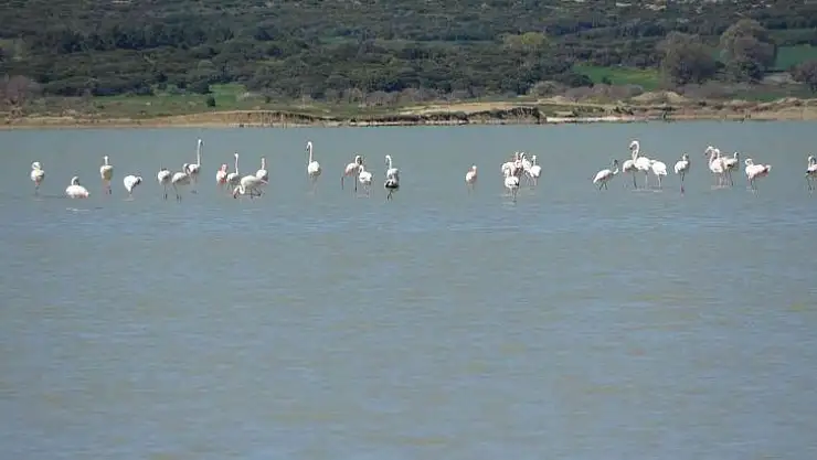 Göç eden flamingolar Çanakkale Tarihi Alanda durakladı