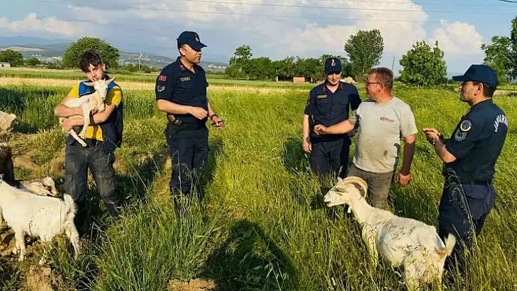 Yatağan'da hayvan hırsızlığı