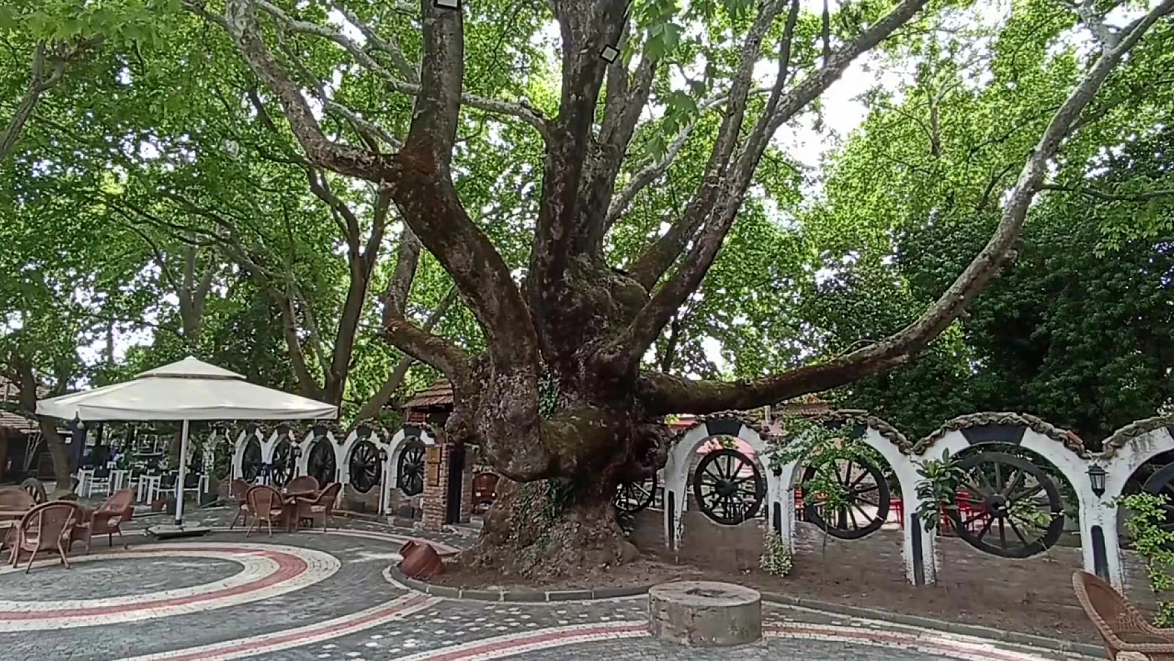 Kazdağları'nın eteklerindeki 400 yıllık anıt ağaçlar turizme kazandırılıyor