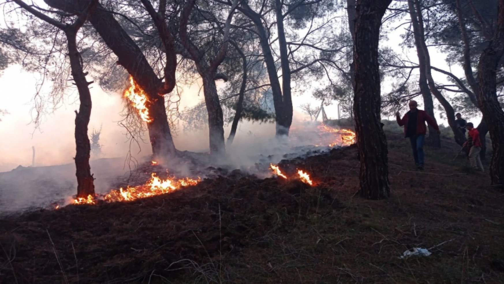 Balıkesir'de gece boyunca çıkan 3 orman yangını söndürüldü