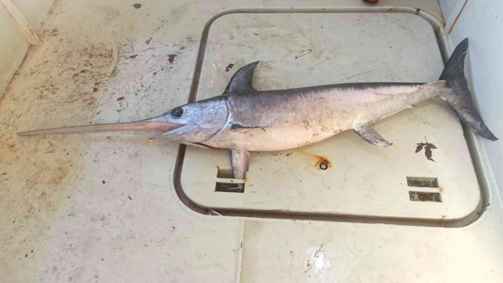 Hamsi ağına bir buçuk metrelik kılıç balığı takıldı
