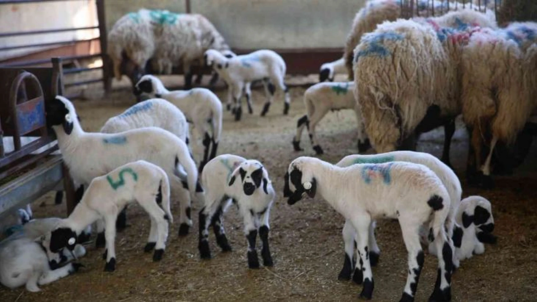 Sakız Koyunu Çiftliği'nde doğumlar başladı