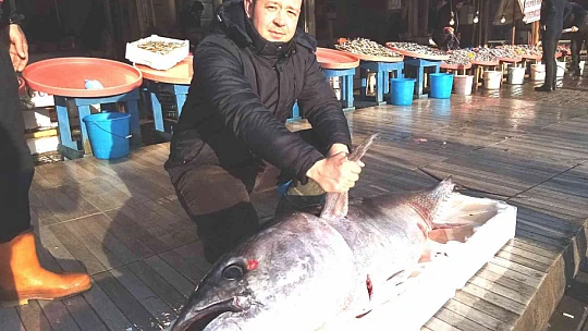 100 kiloluk torik ağlara takıldı