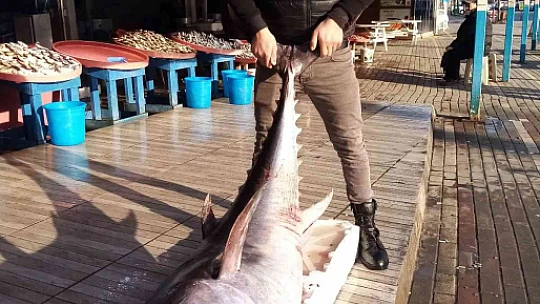100 kiloluk torik ağlara takıldı