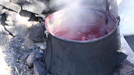 200 yıl sonra Sındırgı'da kök boya bahçesi kuruldu