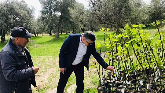 Ayvalık'ta incir demonstrasyon bahçesi