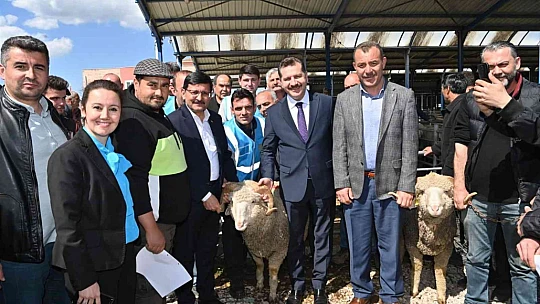 Balıkesir Büyükşehir'den yerli üreticiye damızlık koç desteği