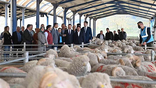 Balıkesir Büyükşehir'den yerli üreticiye damızlık koç desteği