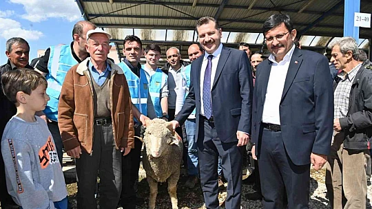 Balıkesir Büyükşehir'den yerli üreticiye damızlık koç desteği