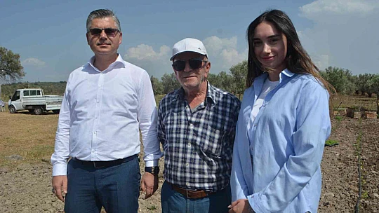Balıkesir'de 50 bin stevya bitkisi toprakla buluştu