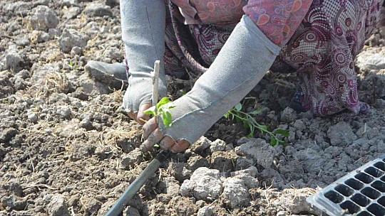 Balıkesir'de 50 bin stevya bitkisi toprakla buluştu