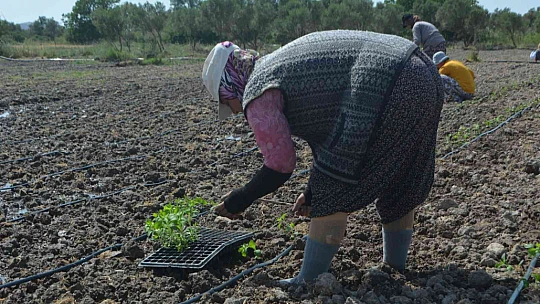 Balıkesir'de 50 bin stevya bitkisi toprakla buluştu