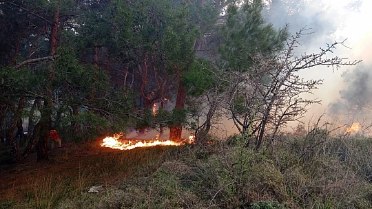 Balıkesir'de gece boyunca çıkan 3 orman yangını söndürüldü