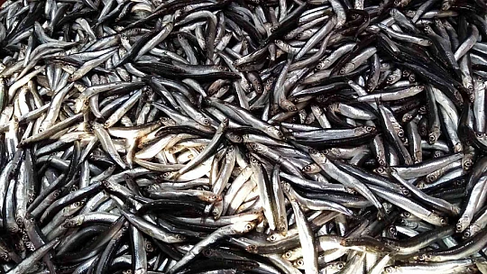 Bandırma Balık Hali'nde hamsi bolluğu yaşanıyor