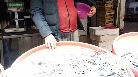 Bandırma Balık Hali'nde hamsi bolluğu yaşanıyor