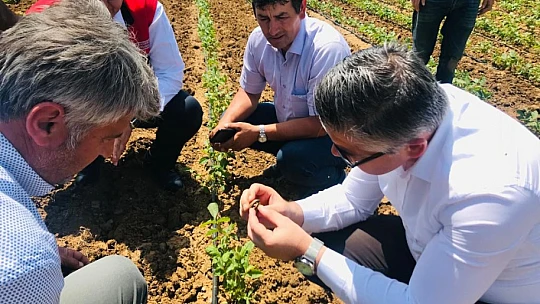 Ceviz fidanları bir çok ülkeye ihrac ediliyor