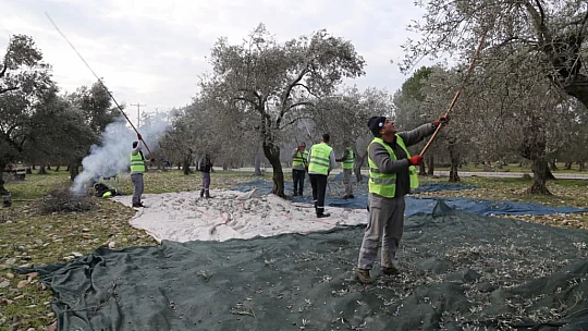 Edremit Belediyesi zeytinleri hasat ediliyor
