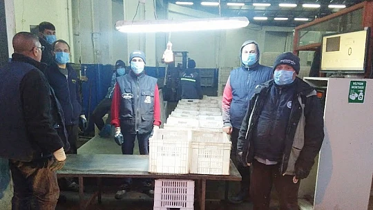 Erdek'te zeytin hasadında sona gelindi